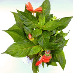 Cam Güzeli Çiçeği- Impatiens-Turuncu Renk Çiçekli-8,5 cm Saksıda
