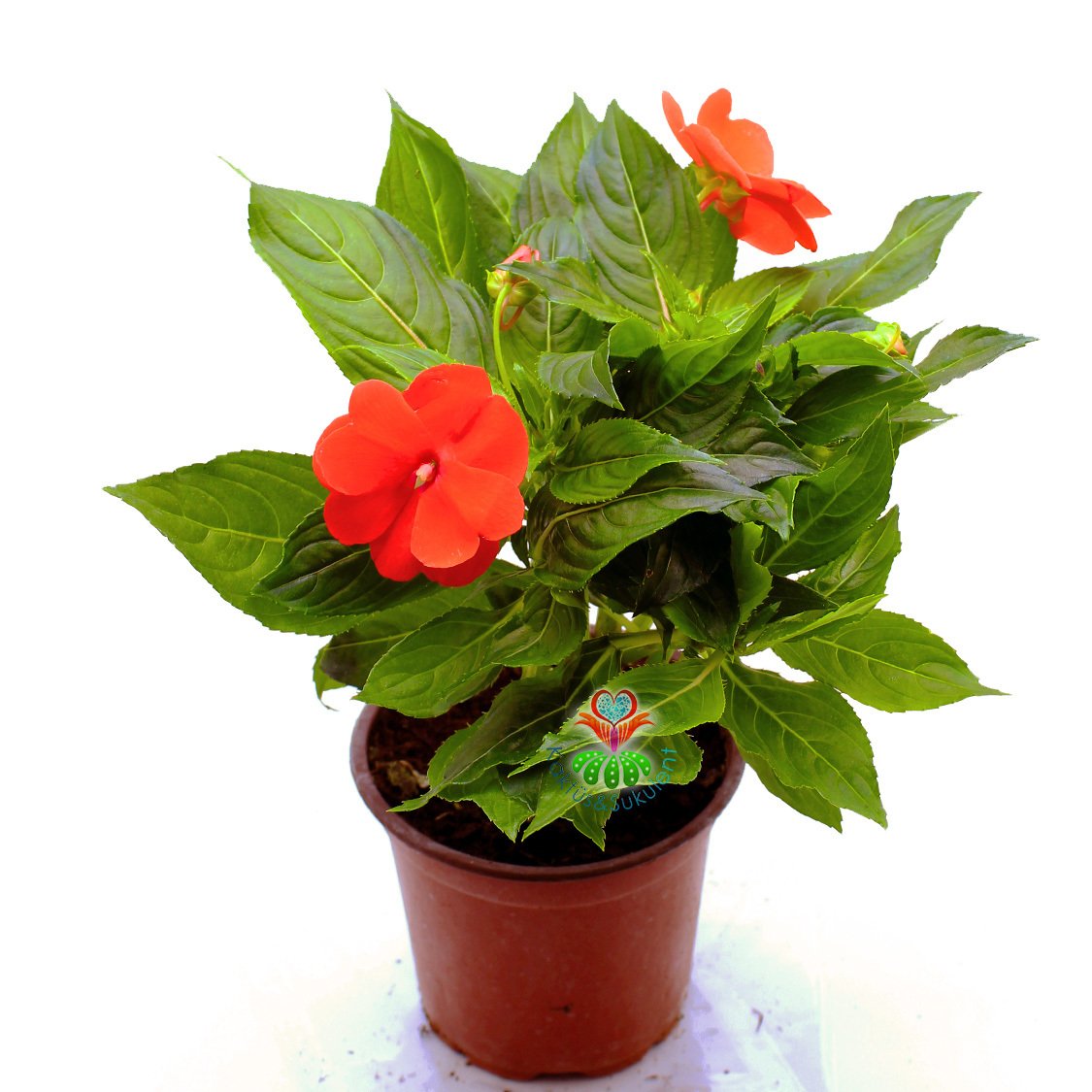 Cam Güzeli Çiçeği- Impatiens-Turuncu Renk Çiçekli-8,5 cm Saksıda
