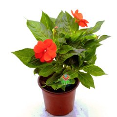 Cam Güzeli Çiçeği- Impatiens-Turuncu Renk Çiçekli-8,5 cm Saksıda