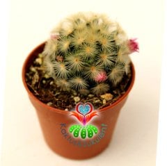 Kaktüs,Mammillaria Carmenae Rubrispina-5,5 cm Saksı Dolusu-Pembe Renk Çiçek Açar- 1. Sınıf ithal