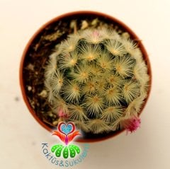 Kaktüs,Mammillaria Carmenae Rubrispina-5,5 cm Saksı Dolusu-Pembe Renk Çiçek Açar- 1. Sınıf ithal