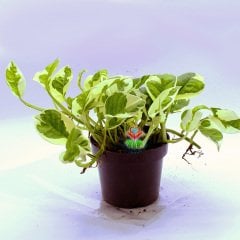 Epipremnum Aureum 'NJoy' - Pothos 10 cm saksılı-Sıradışı Nadir Sarmaşık Çiçeği
