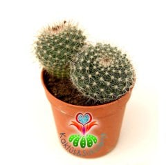 Kaktüs,Mammillaria Geminispina-5,5 cm Saksıda 2 Adet-Beyaz Renk Çiçek Açar-Çok Şık 1. Sınıf ithal