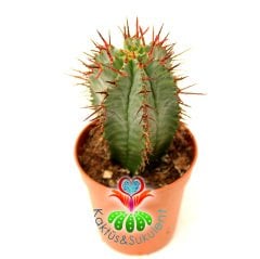 Kaktüs,Euphorbia Horrida-5,5 cm Saksıda Bordo Diken Minik Sarı Renk Çiçek Açar-Çok Şık 1.Sınıf ithal