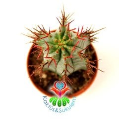 Kaktüs,Euphorbia Horrida-5,5 cm Saksıda Bordo Diken Minik Sarı Renk Çiçek Açar-Çok Şık 1.Sınıf ithal