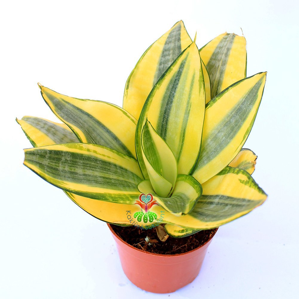 Sansevieria Trifasciata 'Golden Hahnii' -Cüce Sarı Renkli Paşa Kılıcı-8cm Saksıda 15cm