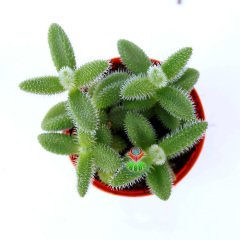 Delosperma Echinatum-5,5 cm Saksıda Tombul Tüylü Yapraklı Sukulent