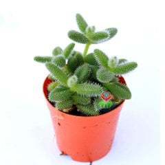 Delosperma Echinatum-5,5 cm Saksıda Tombul Tüylü Yapraklı Sukulent