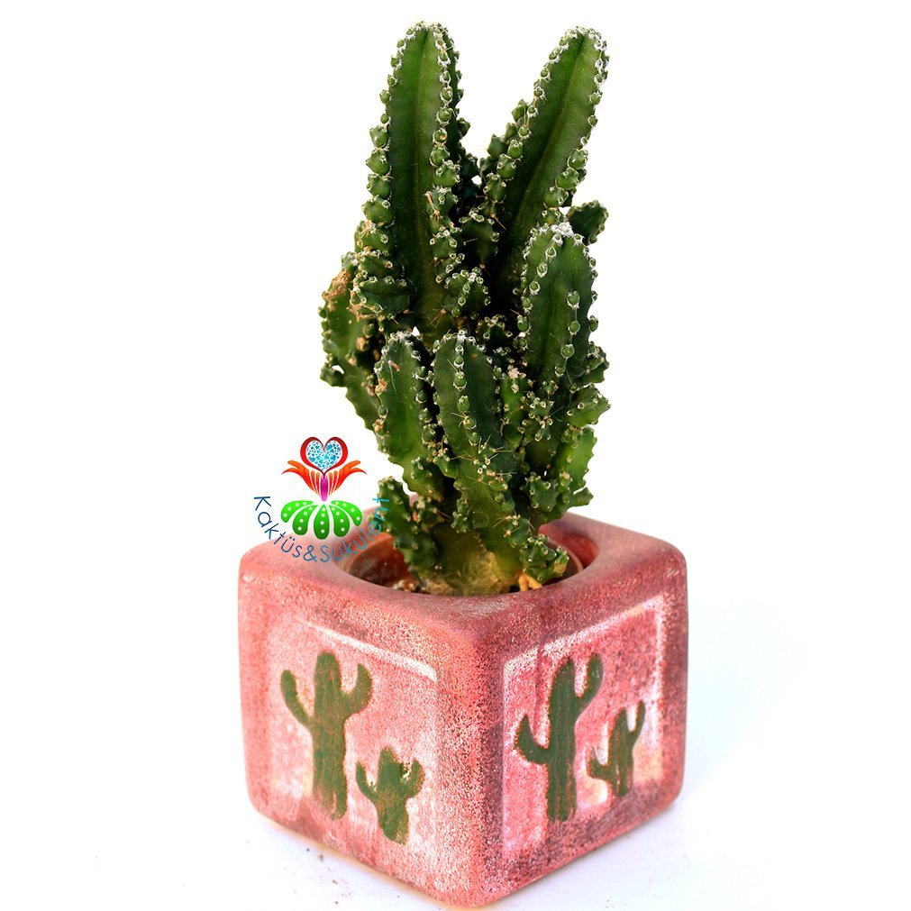 Seramik Saksıda Radyasyon Emici Kaktüs-Cereus Peruvianus Florida Inermis- Hediyelik 8x8 Saksı Boyutu Fuşya