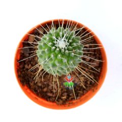 Mammillaria Spinosissima cv. Un Pico -5,5 cm Saksıda Pembe Renk Çiçek Açan Kaktüs