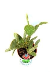 Dev Tavşan Kaktüs,Opuntia Microdasys -Altın Rengi Dikenli-15 cm Seramik Saksıda