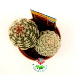 Kaktüs,Echinocereus Bristolii-Mükemmel Mor Renk Çiçek Açar-Sadece Burada- Özel Tür 5,5 cm Saksıda-Teraryum,Sukulent