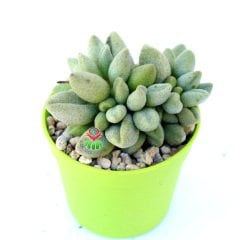 Adromischus Marianae  'Alveolatus'-Sıradışı Yapraklı Özel Tür Sukulent-6,5 cm Saksıda