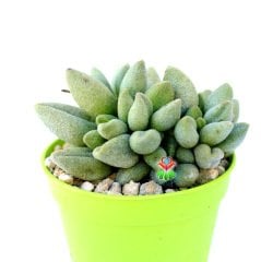Adromischus Marianae  'Alveolatus'-Sıradışı Yapraklı Özel Tür Sukulent-6,5 cm Saksıda