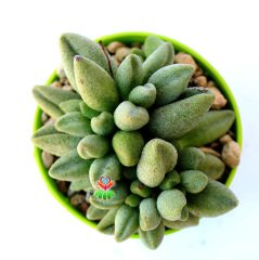Adromischus Marianae  'Alveolatus'-Sıradışı Yapraklı Özel Tür Sukulent-6,5 cm Saksıda