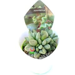 Adromischus Marianae  'Alveolatus'-Sıradışı Yapraklı Özel Tür Sukulent-6,5 cm Saksıda