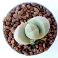 Argyroderma Delaetii -Beyaz Renk Özel Tür Taş Kaktüs-6,5 cm Saksıda