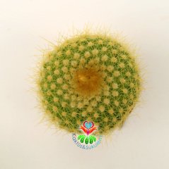 Parodia chrysacanthion-Büyük Sarı Renk Çiçek Açar-Siteye Özel Tür 5,5 cm Saksıda