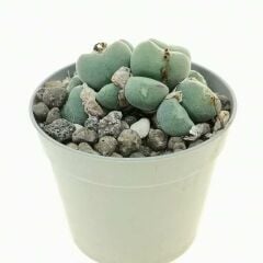 Conophytum Meyeri -Çok Nadir Tür Taş Kaktüs-6,5 cm Saksıda