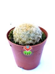Kaktüs,Mammillaria Plumosa-Yumuşak Pamuk-Yün Dikenli-- Özel Tür 5,5 cm Saksıda-Sukulent, Teraryum