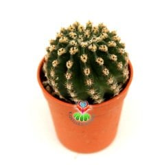 Kaktüs,Echinopsis Eyriesii-Dev Beyaz Renk Çiçek Açar- Özel Tür 5,5 cm Saksıda-Sukulent, Teraryum