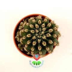Kaktüs,Echinopsis Eyriesii-Dev Beyaz Renk Çiçek Açar- Özel Tür 5,5 cm Saksıda-Sukulent, Teraryum