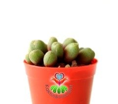 Conophytum Bicarinatum -Çok Nadir Tür Taş Kaktüs-5,5 cm Saksıda