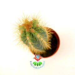 Mavi Meşale Kaktüs,Pilosocereus Azureus-Doğal Mavi Renk -Özel Tür 5,5 cm Saksıda-Sukulent, Teraryum
