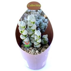 Crassula Arta-Katmanlı Beyaz-Gri Renk Özel Tür Sukulent-6,5 cm Saksıda