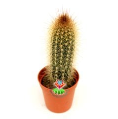 Bronz Meşale Kaktüs,Cleistocactus Smaragdiflorus -Özel Tür 5,5 cm Saksıda-Sukulent, Teraryum