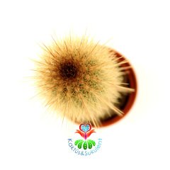 Bronz Meşale Kaktüs,Cleistocactus Smaragdiflorus -Özel Tür 5,5 cm Saksıda-Sukulent, Teraryum