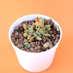 Crassula Ausensis ssp Titanopsis -Çok Nadir Tür Sukulent-6,5 cm Saksıda
