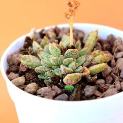 Crassula Ausensis ssp Titanopsis -Çok Nadir Tür Sukulent-6,5 cm Saksıda