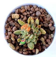 Crassula Ausensis ssp Titanopsis -Çok Nadir Tür Sukulent-6,5 cm Saksıda