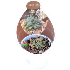 Crassula Ausensis ssp Titanopsis -Çok Nadir Tür Sukulent-6,5 cm Saksıda