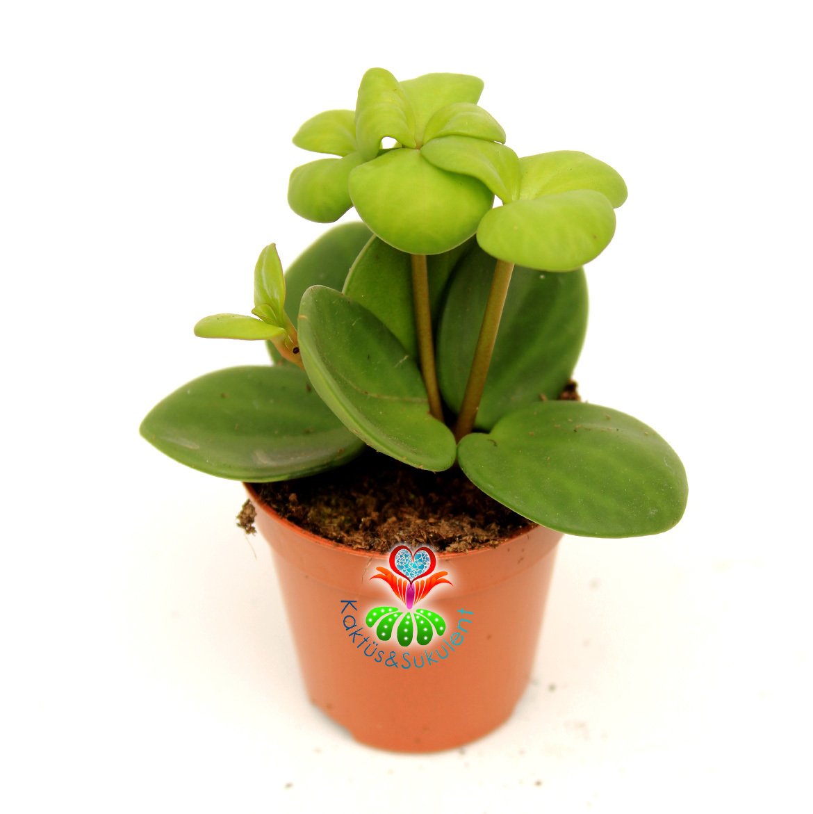 Sukulent,Peperomia 'Hope'-Mükemmel Canlı Renkli Yapraklı-Nadir Özel Tür -5,5 cm Saksıda-Kaktüs