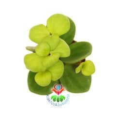 Sukulent,Peperomia 'Hope'-Mükemmel Canlı Renkli Yapraklı-Nadir Özel Tür -5,5 cm Saksıda-Kaktüs
