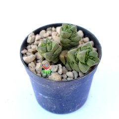 Crassula Marchandii -Rengi Kırmızılarşır Çok Nadir Tür Sukulent-6,5 cm Saksıda