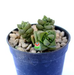 Crassula Marchandii -Rengi Kırmızılarşır Çok Nadir Tür Sukulent-6,5 cm Saksıda