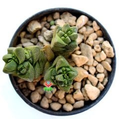 Crassula Marchandii -Rengi Kırmızılarşır Çok Nadir Tür Sukulent-6,5 cm Saksıda