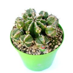Euphorbia Officinarum subs. Echinus -Çok Nadir Tür Kaktüs-13 cm Saksıda
