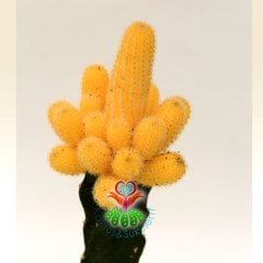 Doğal Sarı Kaktüs,Chamaecereus Silvestrii Variegata Aşılı-8,5 cm saksıda BüyükTeraryum,Sukulent