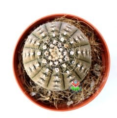 Gymnocalycium Ragonesei-Kahverengi Renk Çok Nadir Tür Kaktüs-5,5 cm Saksıda