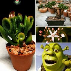 Sukulent, Crassula Ovata Gollum- Shrek Kulağı - 5,5 cm saksıda -İthal Saksı Dolusu