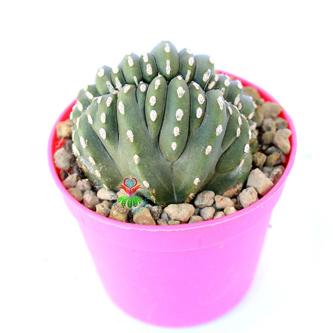 Marginatocereus Marginatus Crestato- Çok Nadir Tür Kaktüs-8,5 cm Saksıda