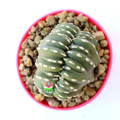 Marginatocereus Marginatus Crestato- Çok Nadir Tür Kaktüs-8,5 cm Saksıda