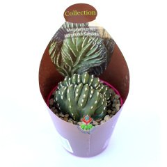 Marginatocereus Marginatus Crestato- Çok Nadir Tür Kaktüs-8,5 cm Saksıda