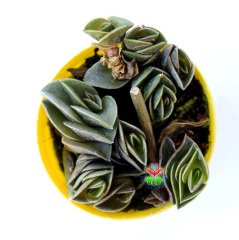 Tradescantia Navicularis-Zincir Bitkisi Telgraf Çiçeği -5,5 cm Saksıda