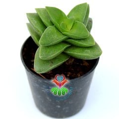 Sukulent,Crassula Springtime-Bahar Zamanı-Çarpı Şeklinde - 5,5 cm saksıda