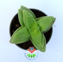 Sukulent,Crassula Springtime-Bahar Zamanı-Çarpı Şeklinde - 5,5 cm saksıda